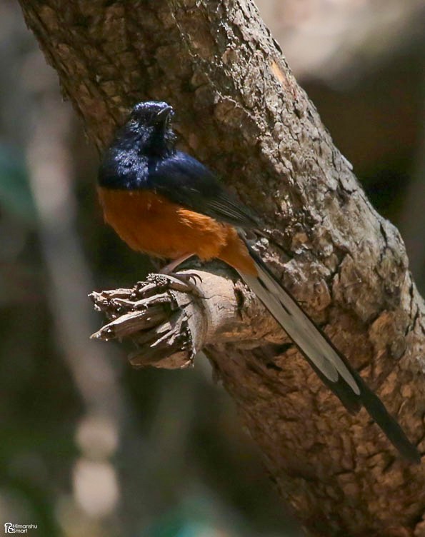 White-rumped Shama - ML616577365