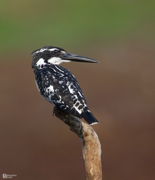 Pied Kingfisher - ML616577388