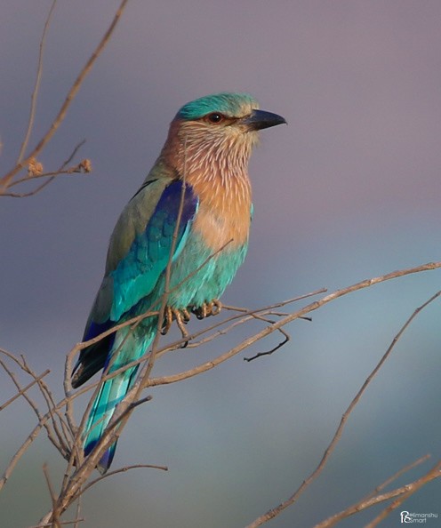 Indian Roller - ML616577397