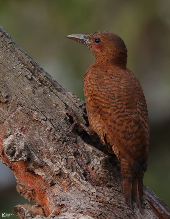 Rufous Woodpecker - ML616577407