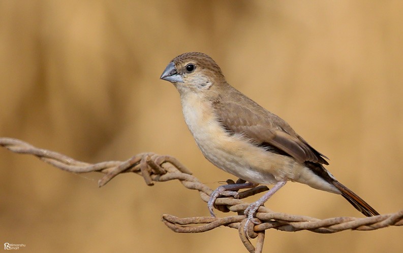 Indian Silverbill - Himanshu Smart