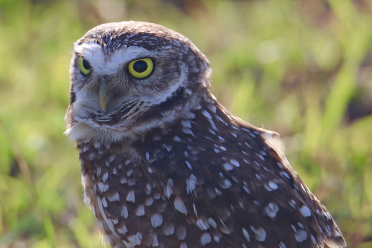 Burrowing Owl (Florida) - Russell Hillsley