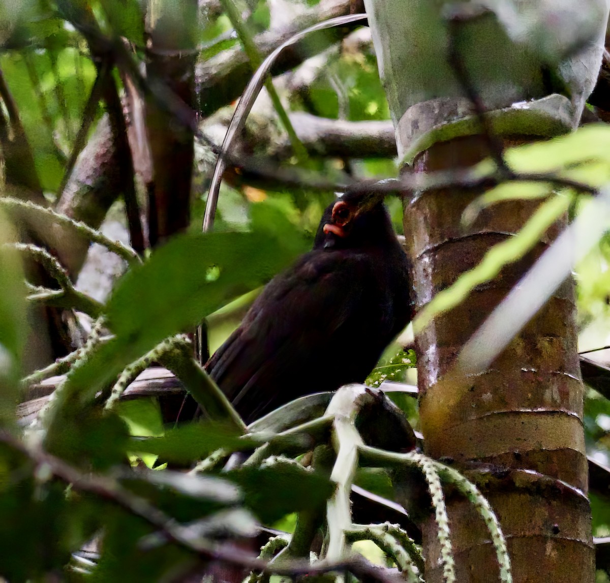 Crow Honeyeater - John Gregory