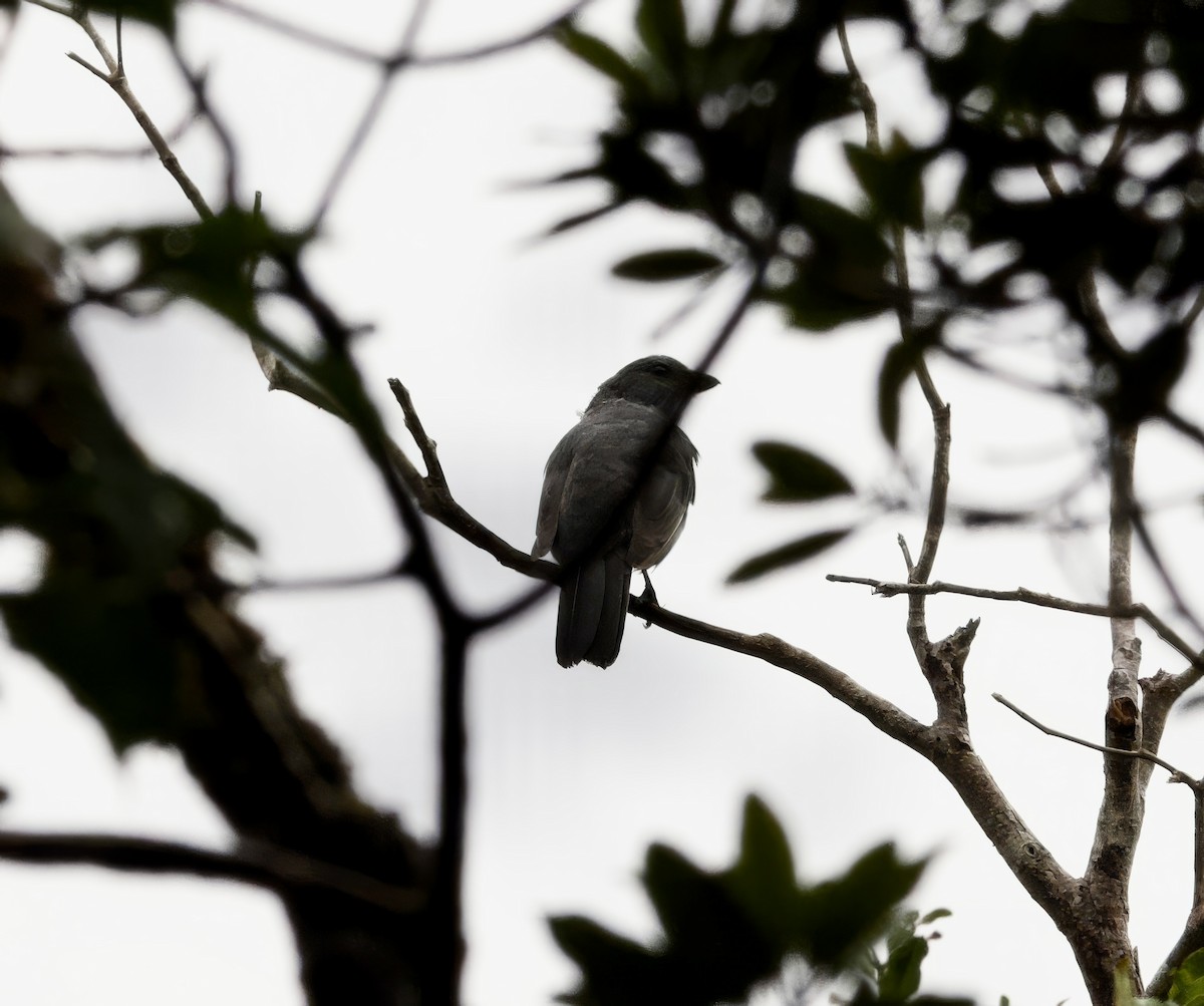 New Caledonian Cuckooshrike - John Gregory