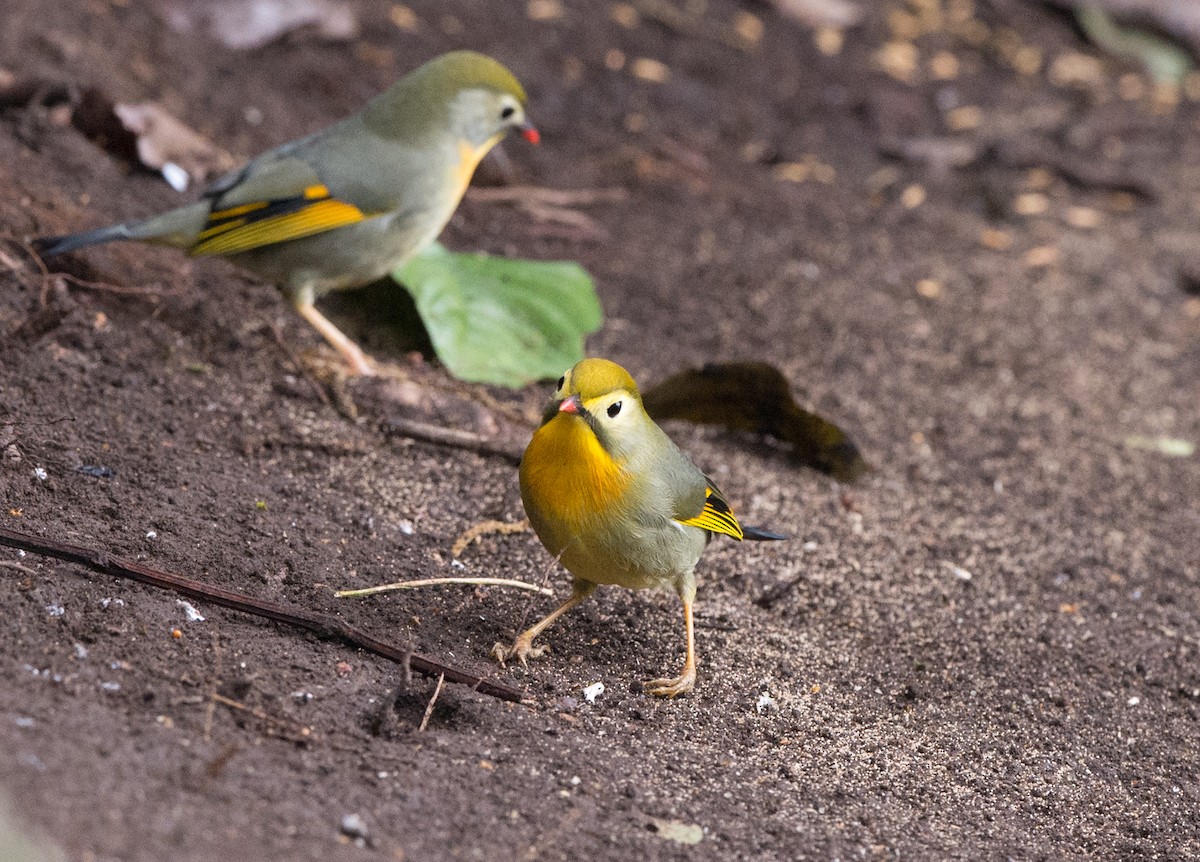 Red-billed Leiothrix - ML61657751