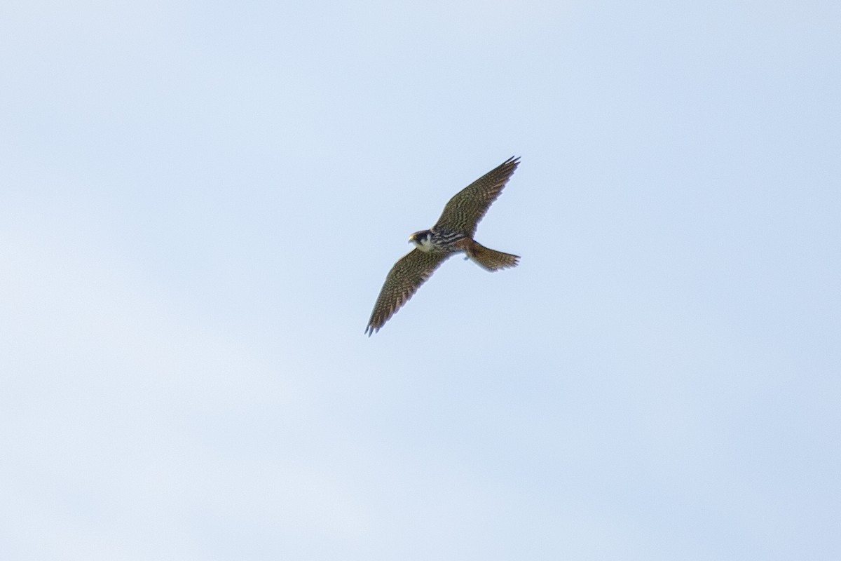 Eurasian Hobby - ML616577530