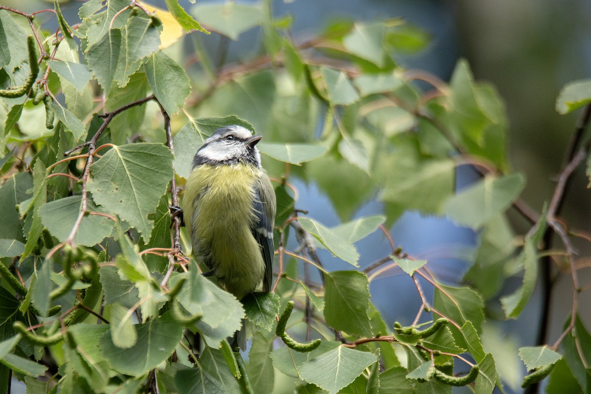 Eurasian Blue Tit - Harmeet Basur