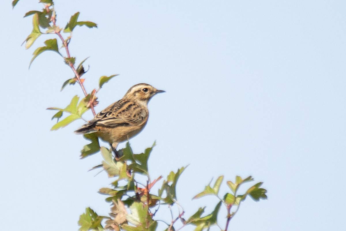 Whinchat - Harmeet Basur