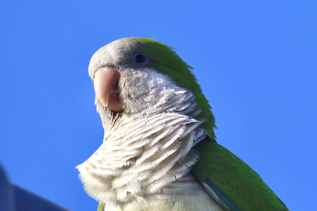 Monk Parakeet - ML616577538