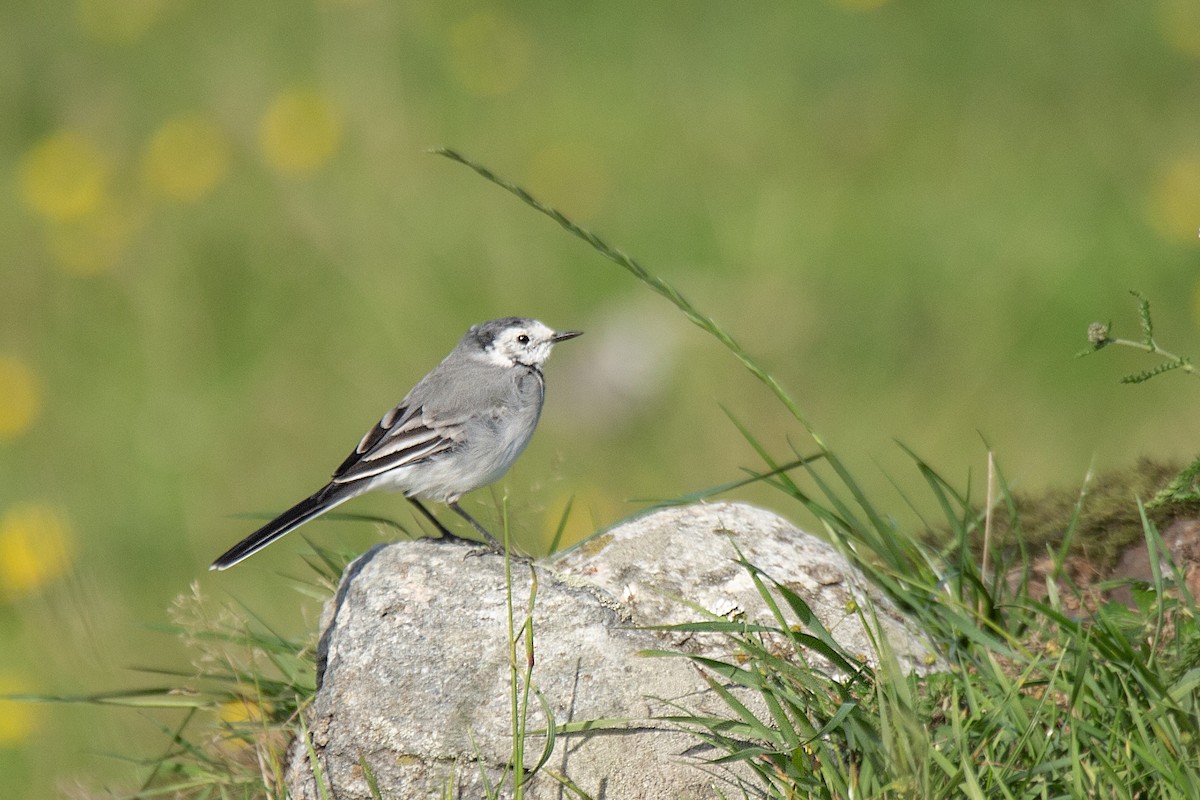 White Wagtail - Harmeet Basur