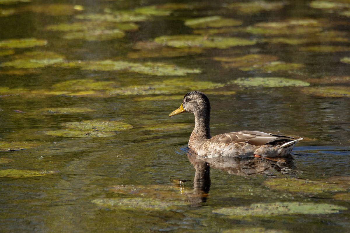 Mallard - Harmeet Basur