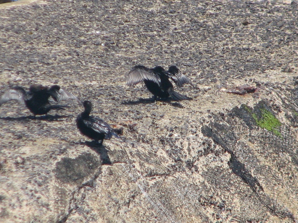 Cormorán Coronado - ML616577559