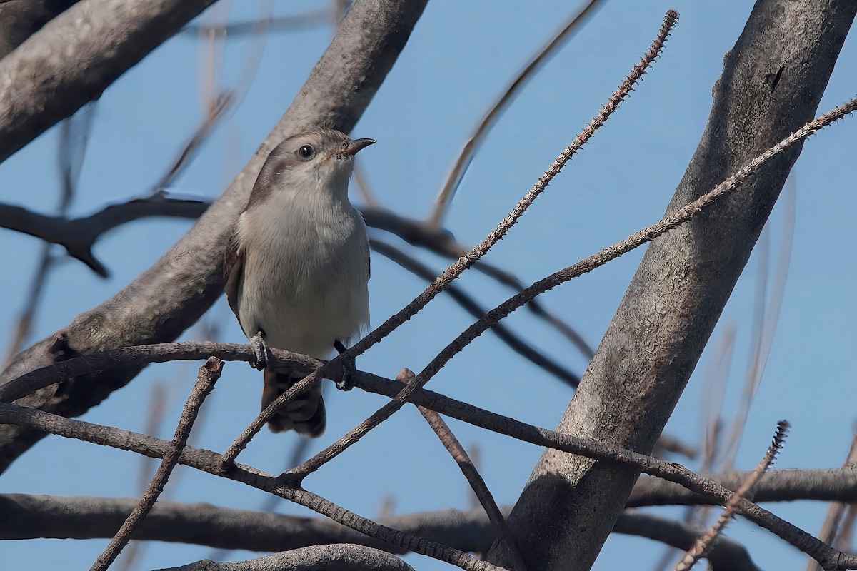 Horsfield's Bronze-Cuckoo - ML616577592