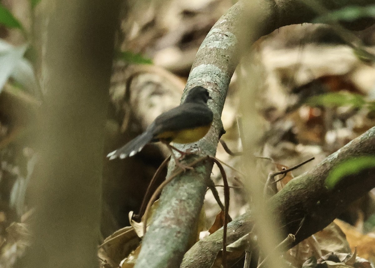 Fan-tailed Warbler - ML616577614