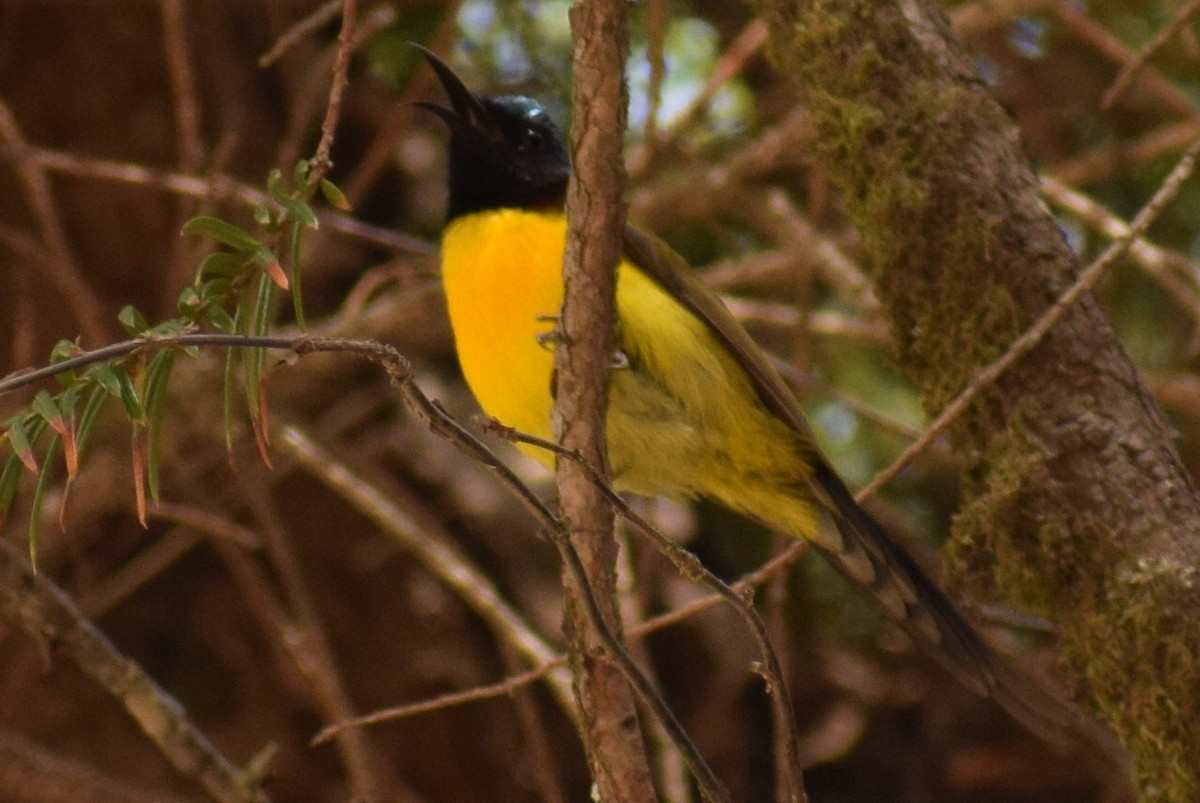 Green-tailed Sunbird - ML616577625