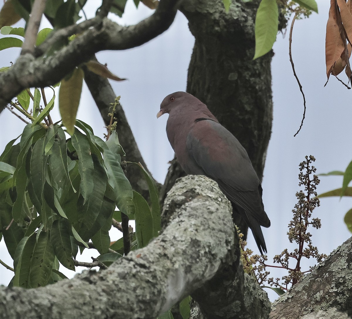 Pigeon à bec rouge - ML616577645