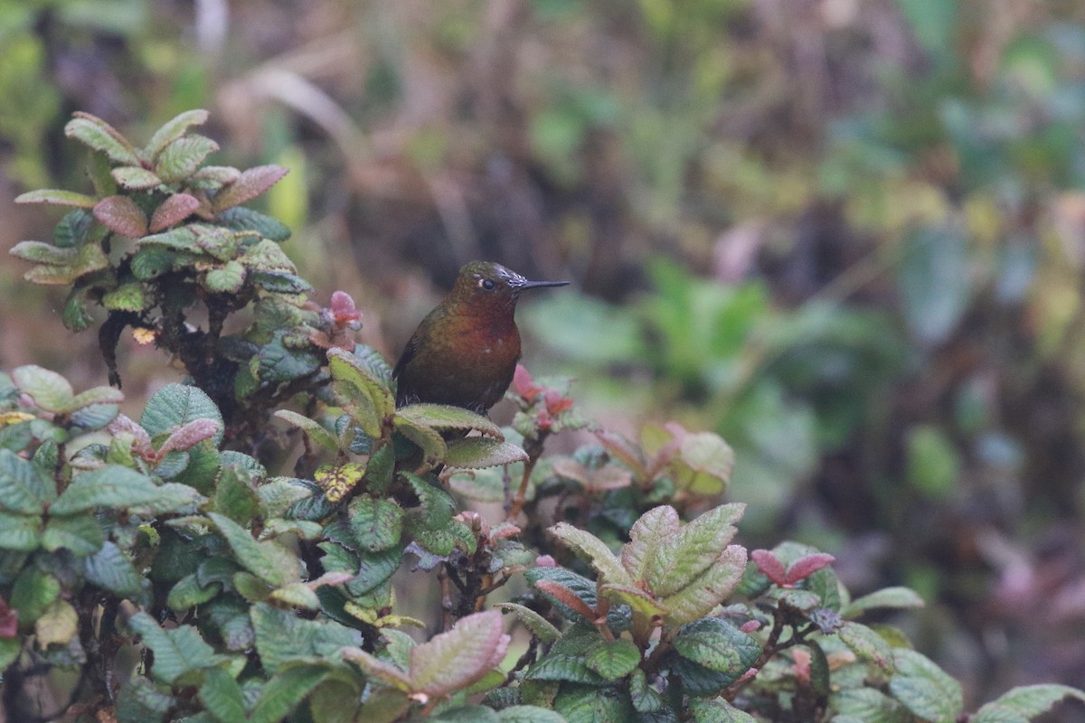 kolibřík rudohrdlý - ML616577656