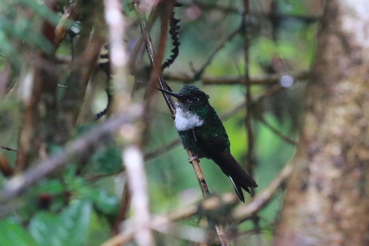 hvitbrystinka (torquata gr.) - ML616577728