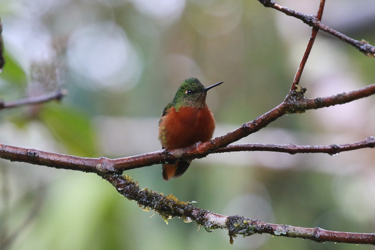 kolibřík peruánský - ML616577735