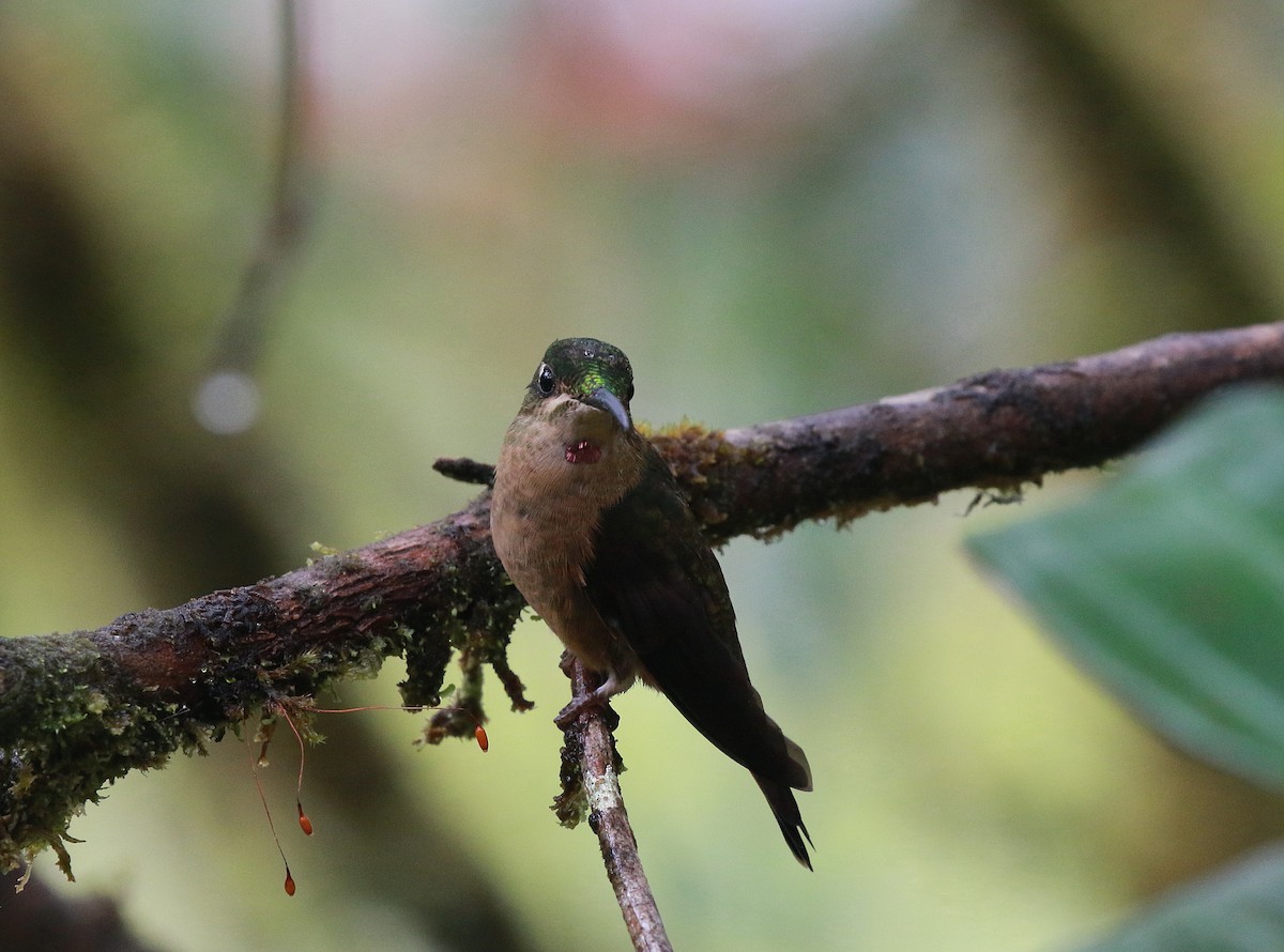 kolibřík hnědobřichý - ML616577737