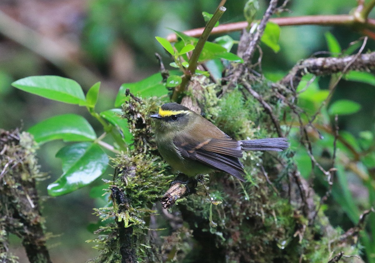 Yellow-bellied Chat-Tyrant - ML616577751