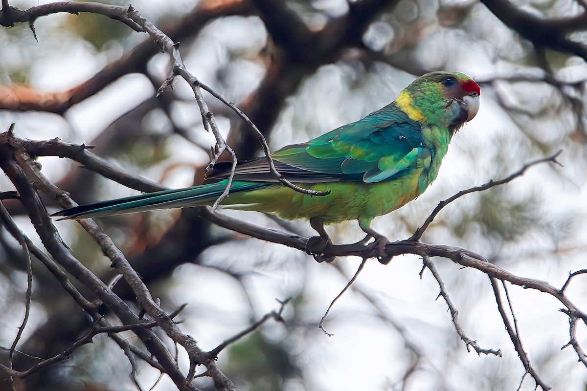 Australian Ringneck (Mallee) - ML616577756