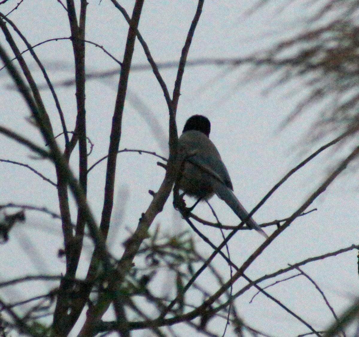 Azure-winged Magpie - ML616577784