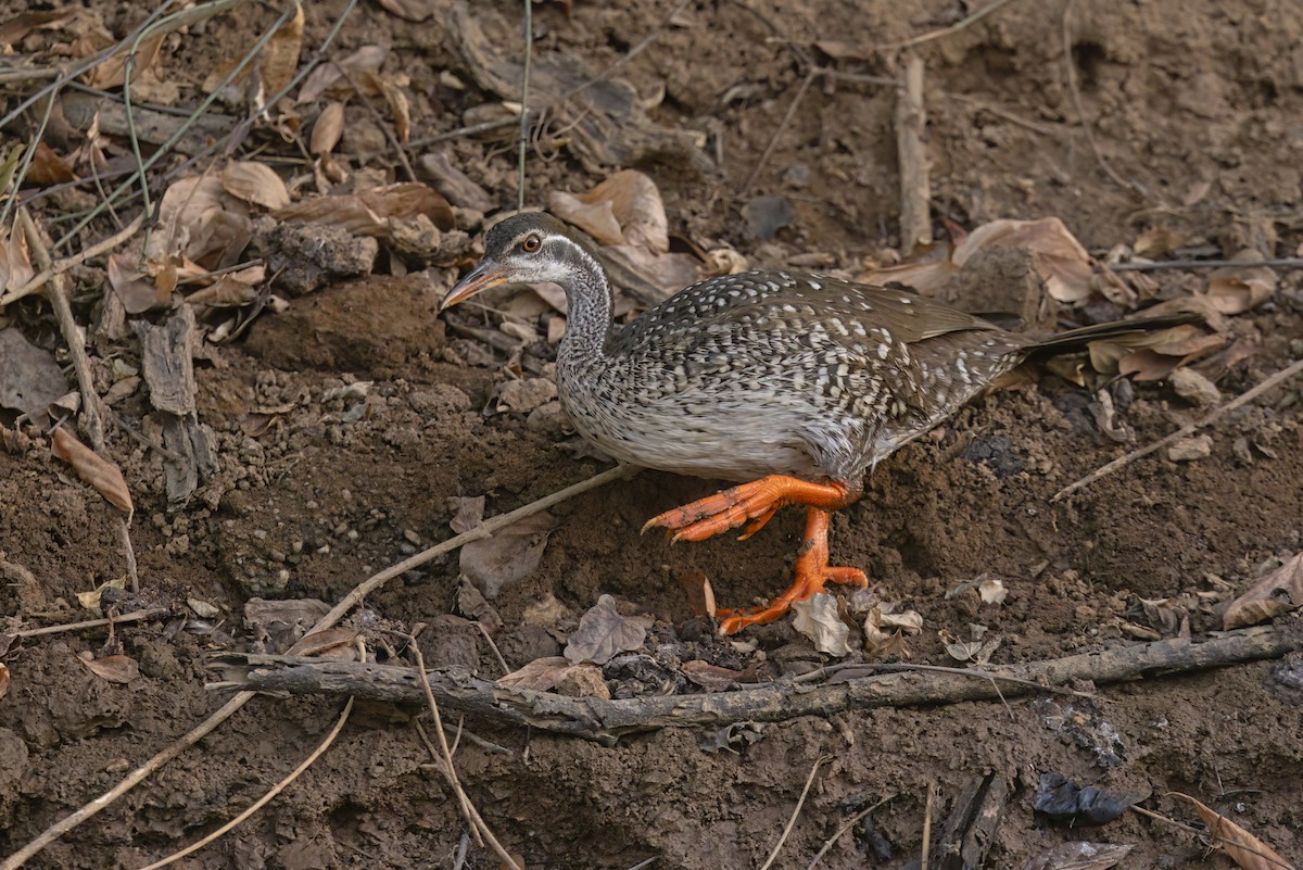 African Finfoot - Marco Valentini