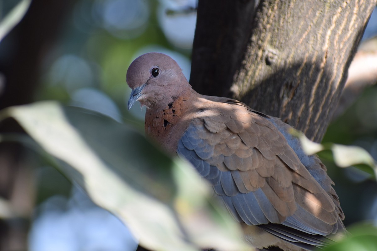 Tórtola Senegalesa - ML616577796