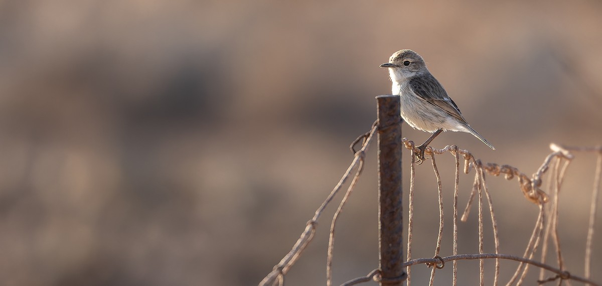 Fuerteventura Stonechat - ML616577804