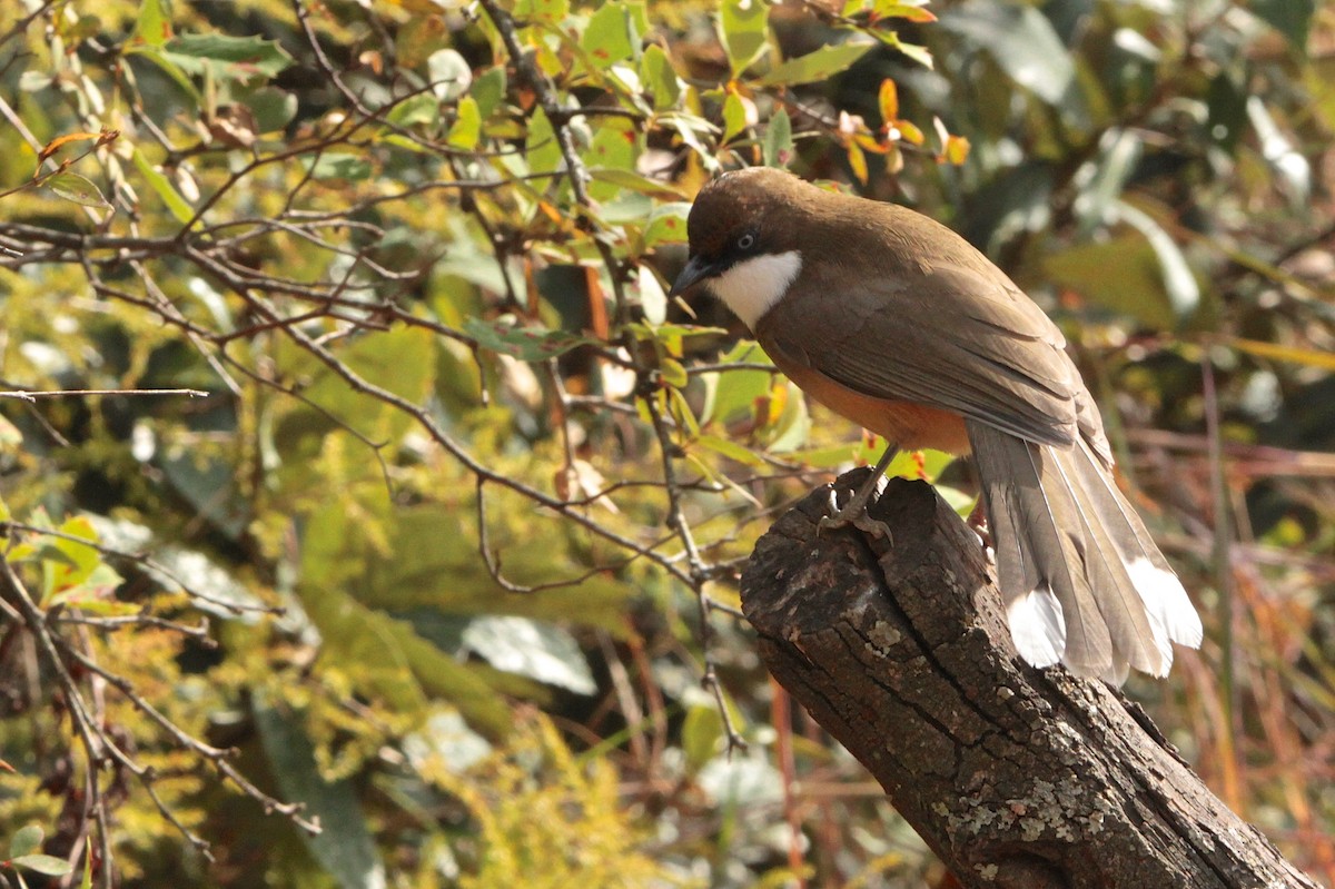 White-throated Laughingthrush - Marc Gálvez