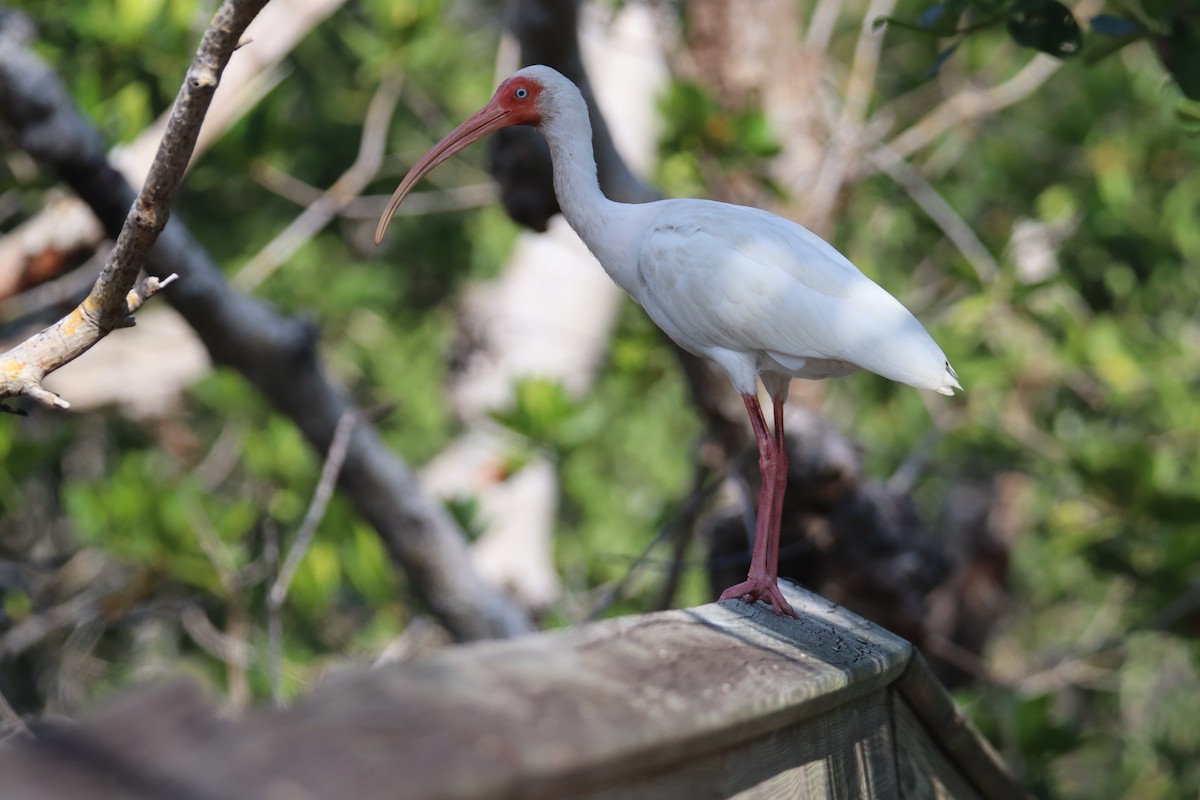 White Ibis - Russell Hillsley