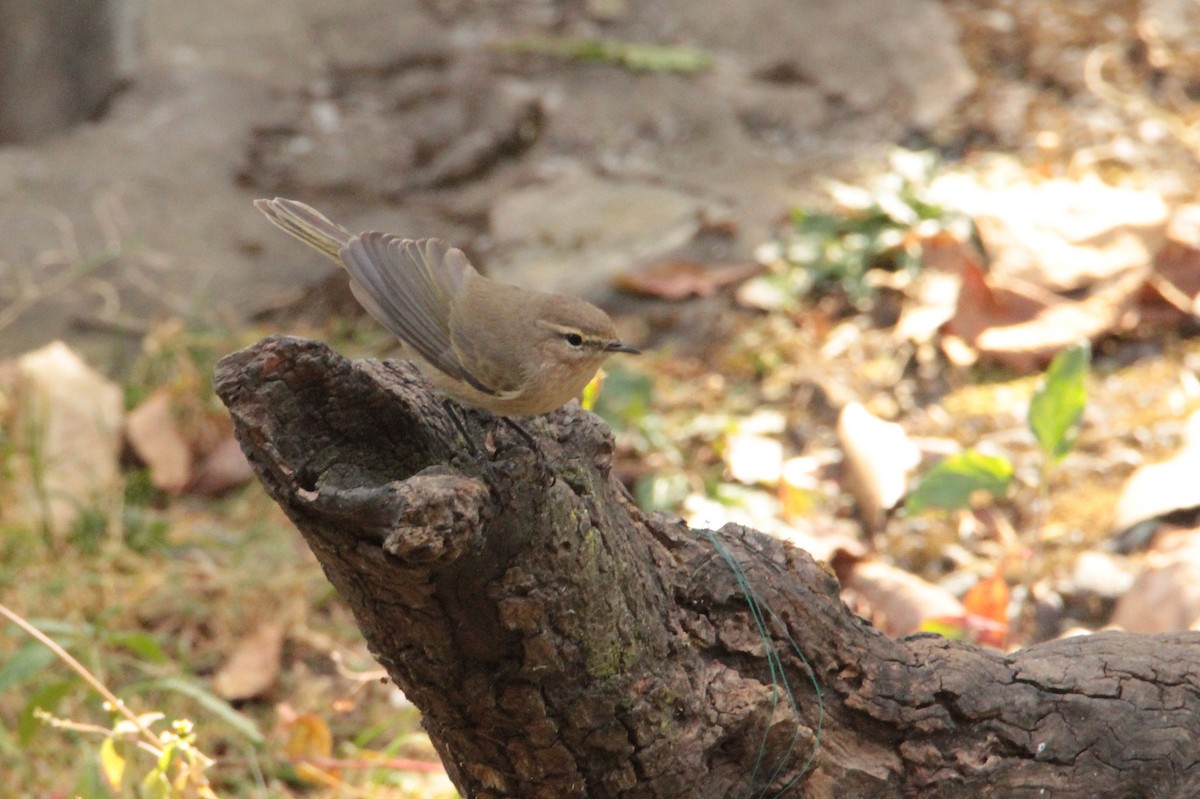 チフチャフ（tristis） - ML616577837