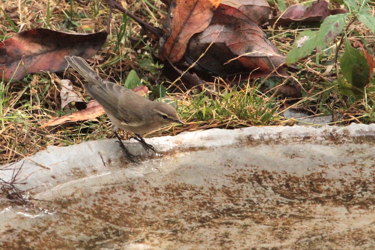 Common Chiffchaff (Siberian) - ML616577838