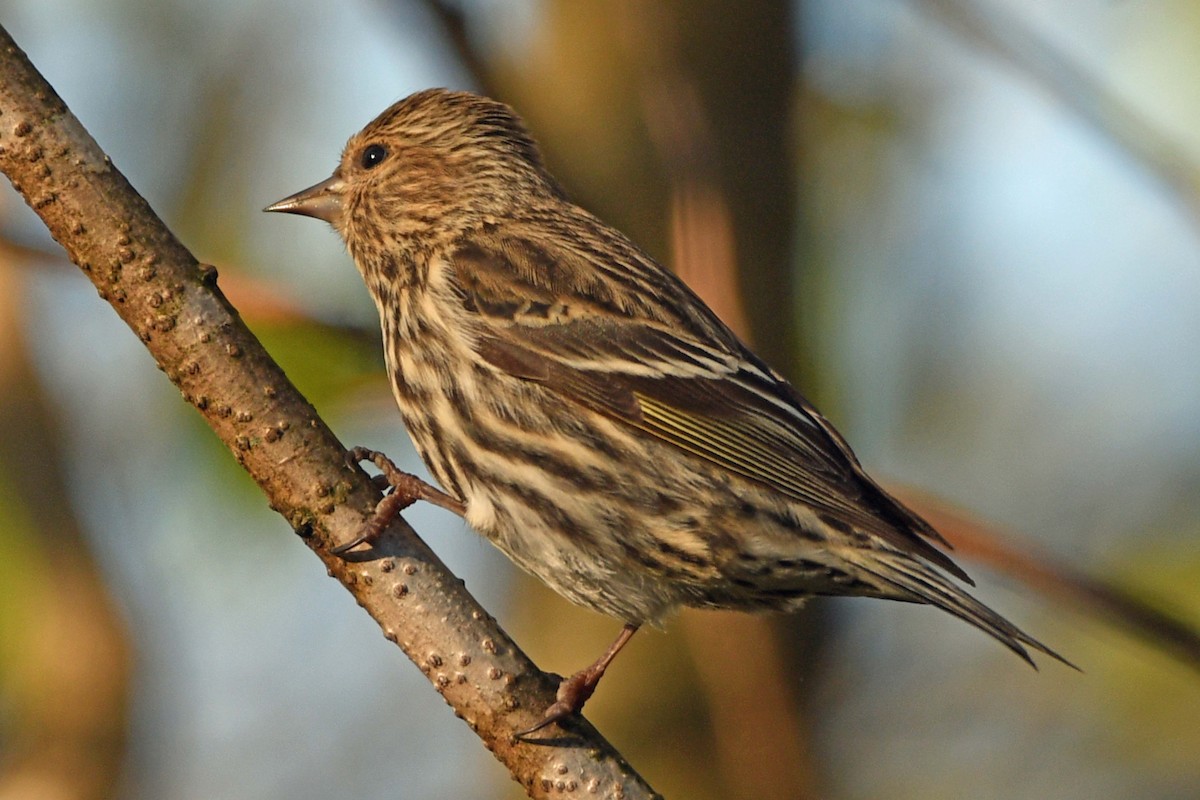 Pine Siskin - ML616577852