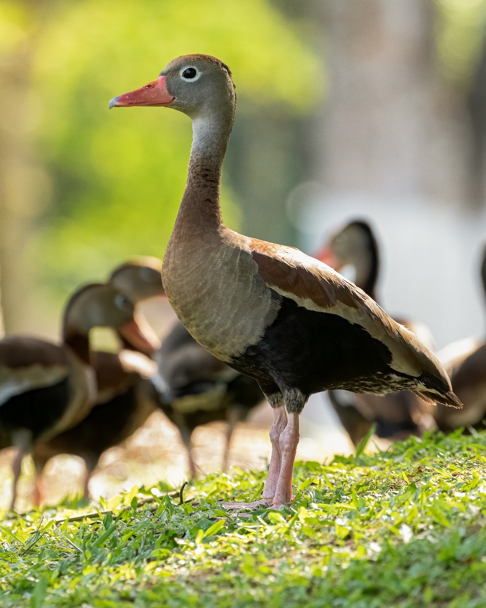 Black-bellied Whistling-Duck - ML616577853