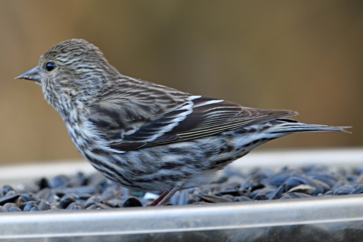 Pine Siskin - ML616577857