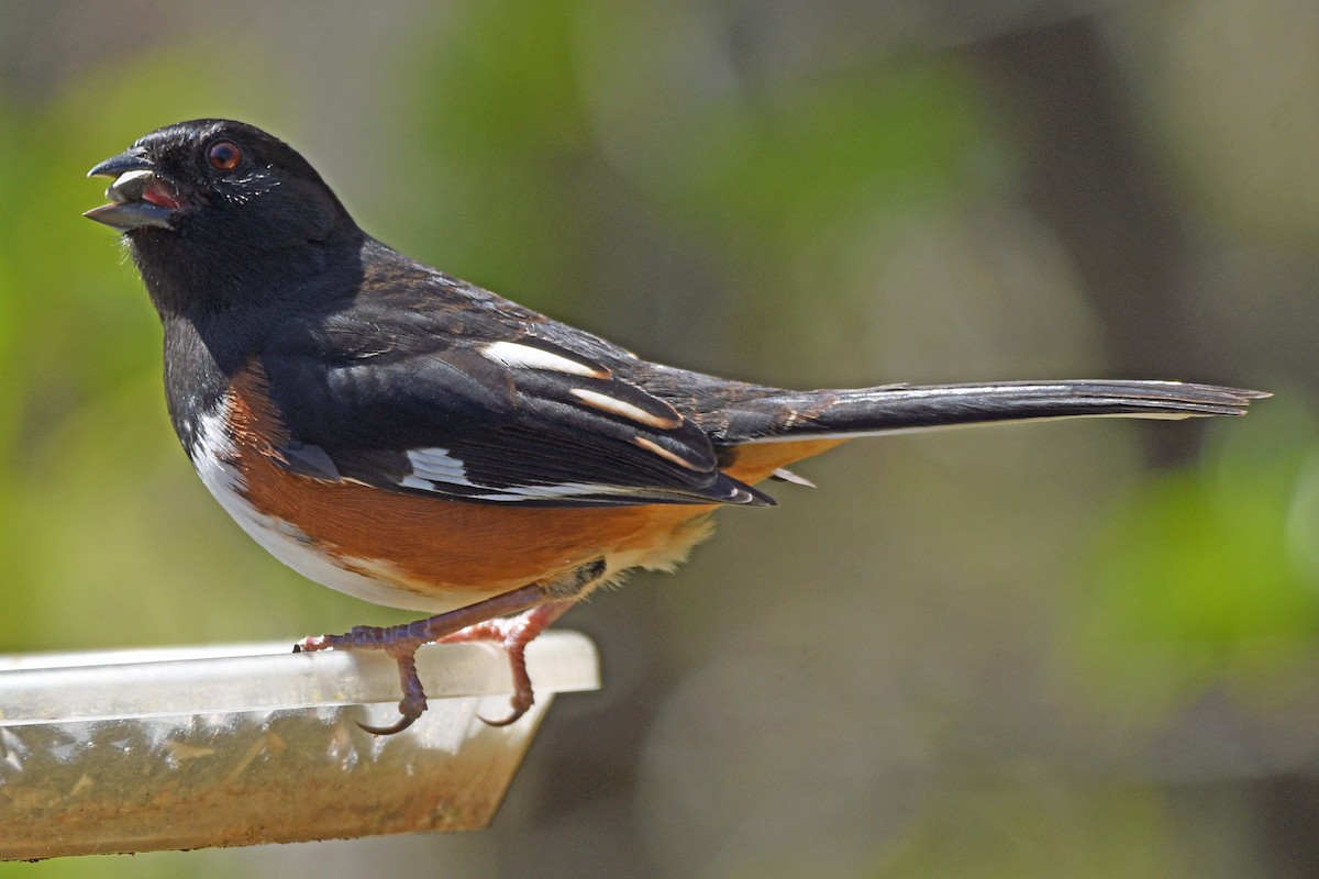 Eastern Towhee - ML616577863