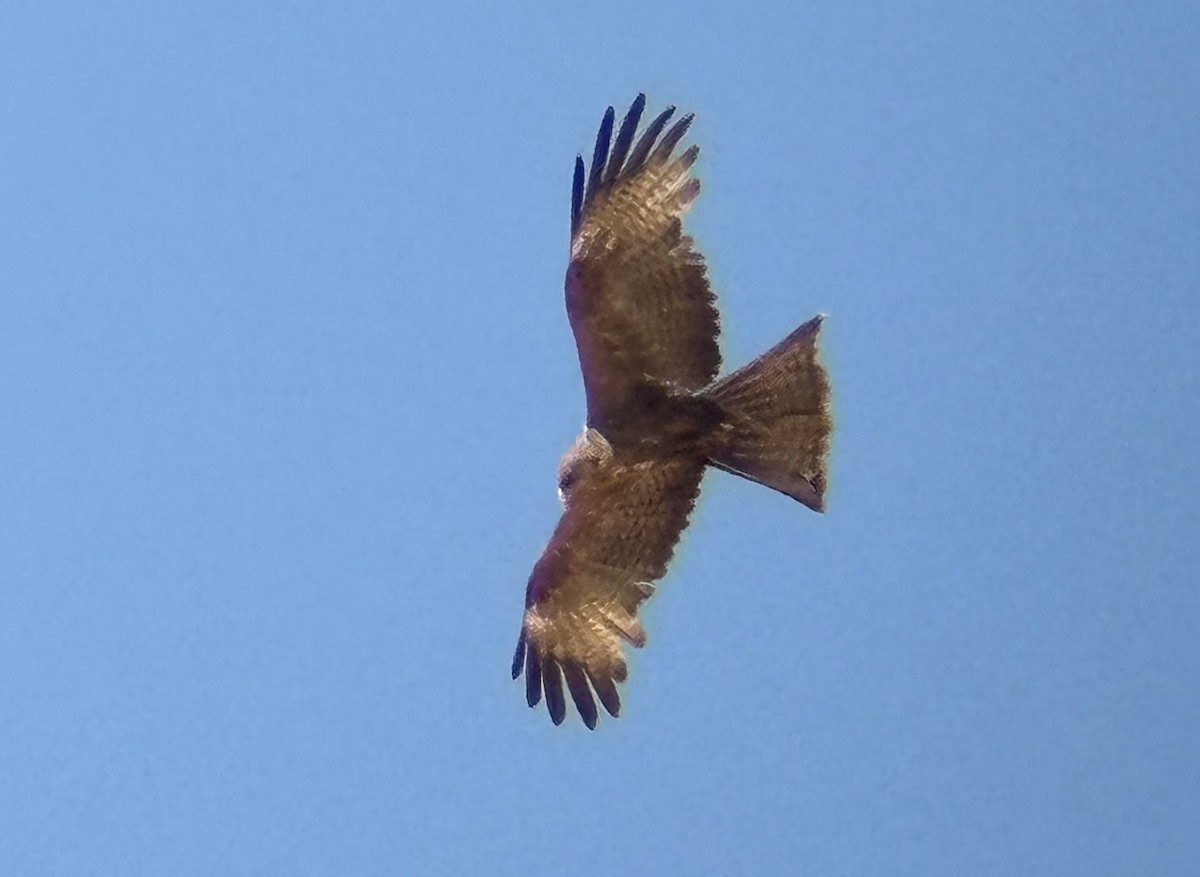 Black Kite - ML616577883