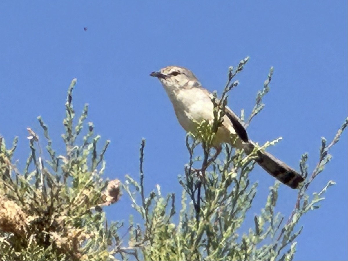 Graceful Prinia - ML616577885