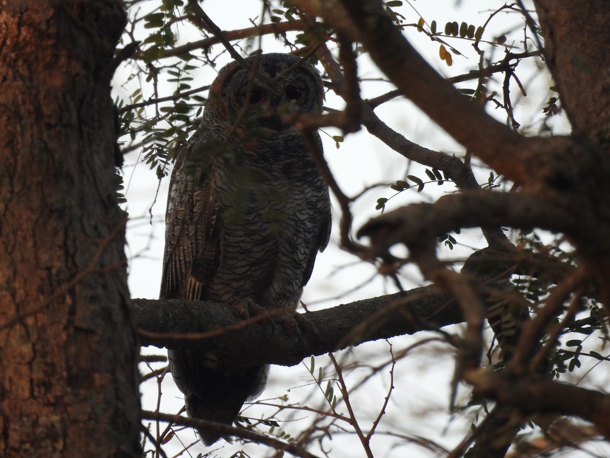 Mottled Wood-Owl - ML616577894