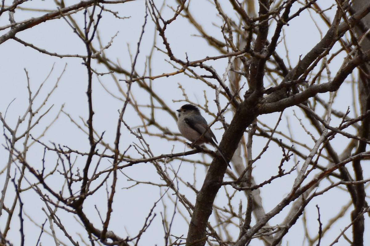 Silver-throated Tit - Zhihai Liu