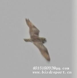 Short-eared Owl - Steve Lei