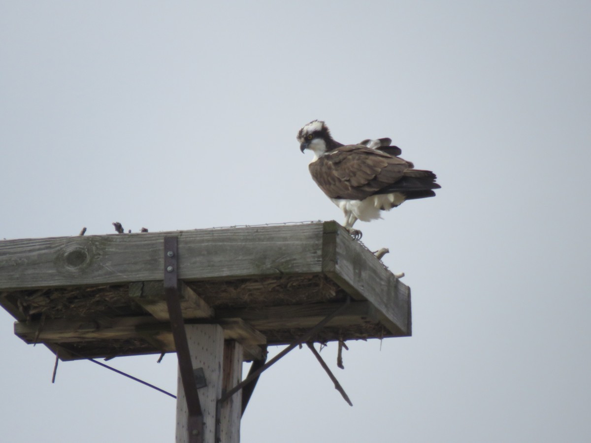 Osprey - ML616577966