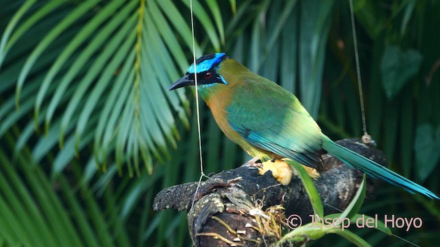 diademmotmot - ML616577975