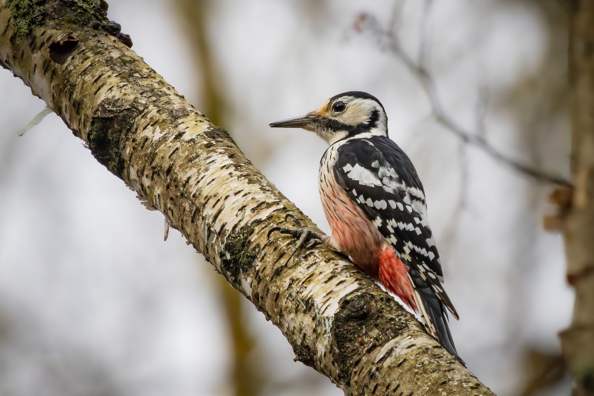White-backed Woodpecker - ML616577996