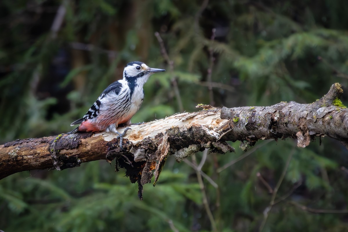 White-backed Woodpecker - ML616577997