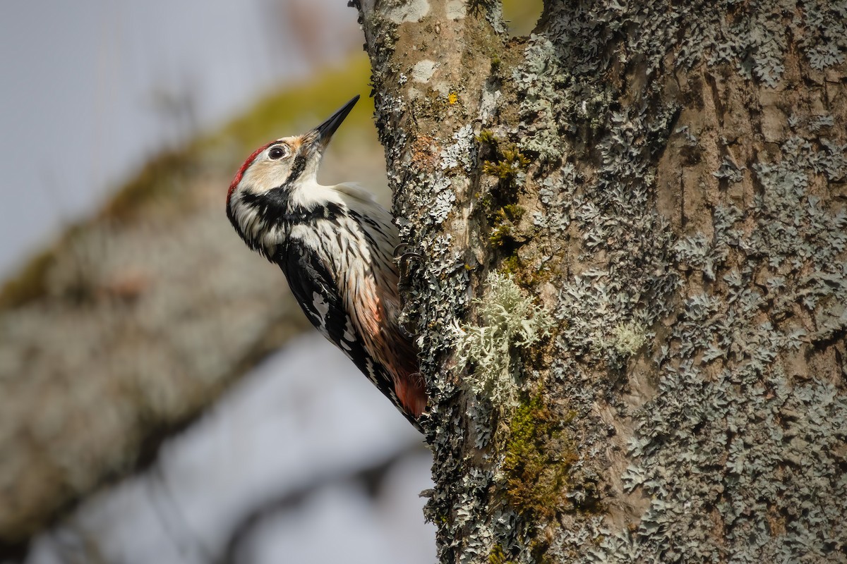 White-backed Woodpecker - ML616577998