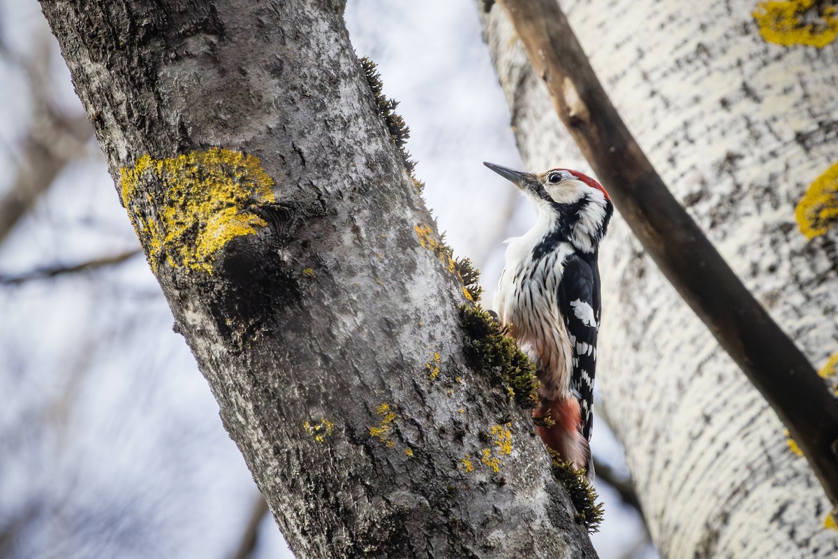 White-backed Woodpecker - ML616577999