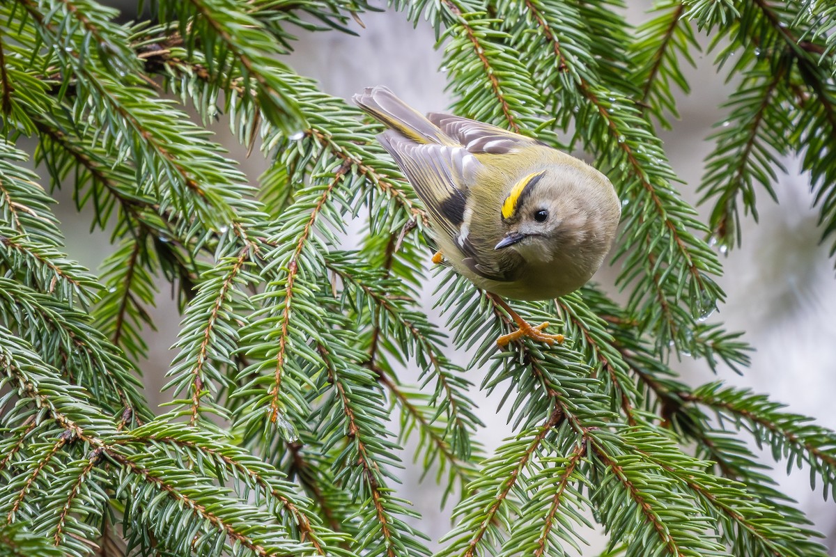 Goldcrest - ML616578004